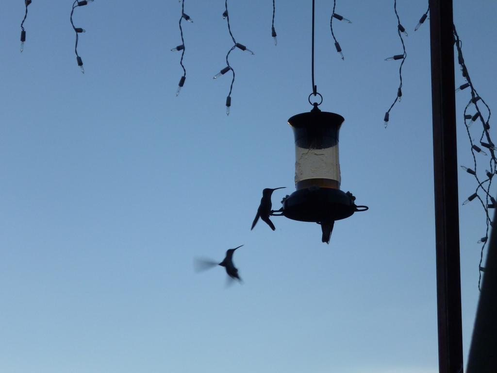 Colibri & 3* San Miguel de Allende